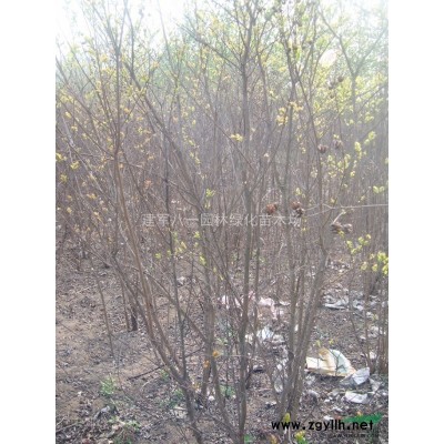 大小規(guī)格小葉女貞造型 江蘇造型小葉女貞基地