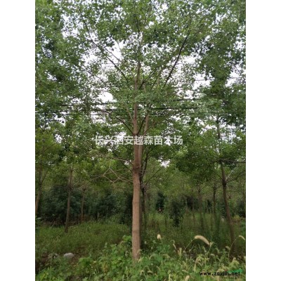 優質特價陽光櫻1米8分枝，8-10公分陽光櫻退林還耕處理產地直銷