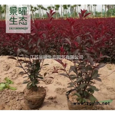 泡桐的產地在哪里/哪里便宜/江蘇景曜生態基地直銷批發價格圖片