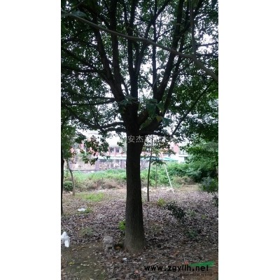 叢生樸樹|30~100公分  產地直供