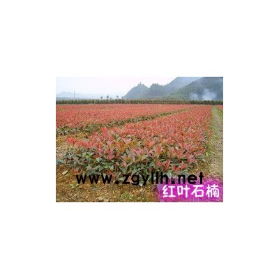 榔榆樹……榔榆樹