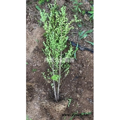 丹東國槐/國槐樹/特選/特一*/定值/精選