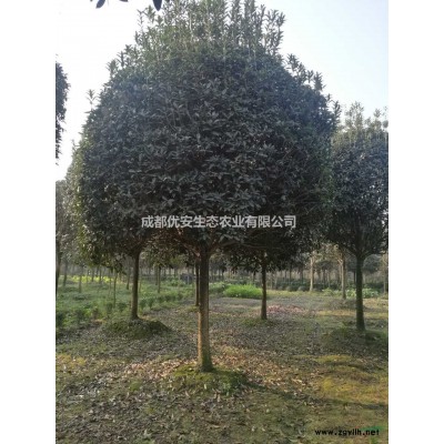 成都溫江香泡柚子樹基地直銷