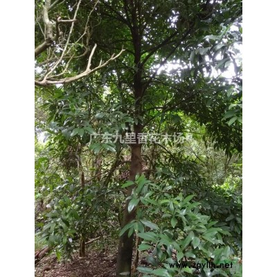 10-30年樹齡廣東九里香綠化樹 大量供 專注于花綠化30年