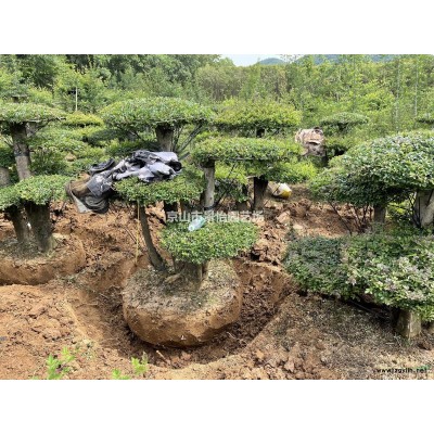 造型對(duì)節(jié)