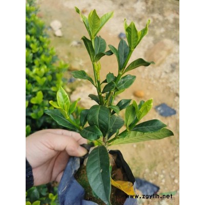 福建漳州供應銀海藻  銀海藻圖片 銀海藻報價 銀海藻地苗