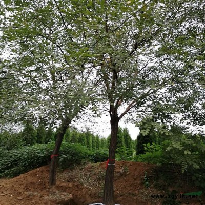 15公分菊花碧桃，基地供應(yīng)，一手貨源，樹型優(yōu)美