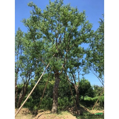 浙江娜塔櫟 長興娜塔櫟價格 湖州娜塔櫟報價哪里好/哪家便宜