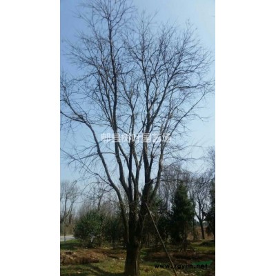 樹葉園藝供應(yīng)精品庭院紫薇，點(diǎn)景造型紫薇，紅花紫薇，原生老紫薇