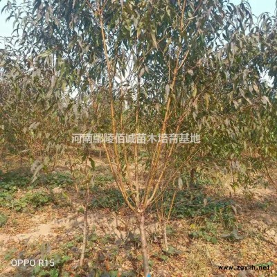 8到10公分五角楓