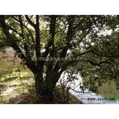 江蘇紫玉蘭*新報價/紫玉蘭圖片