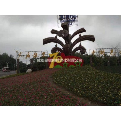 精品楨楠樹，楨楠全冠苗，好種植的楨楠