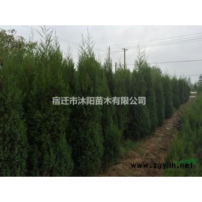 大量供應紫丁香 紫丁香基地