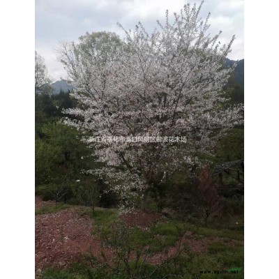 浙江紅楓 紅楓供應 寧波紅楓苗木 2022年紅楓低價格