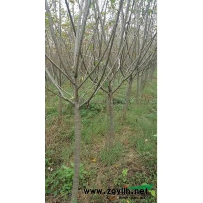 江西無患子小苗價格走勢 專業的綠化小苗培育基地／