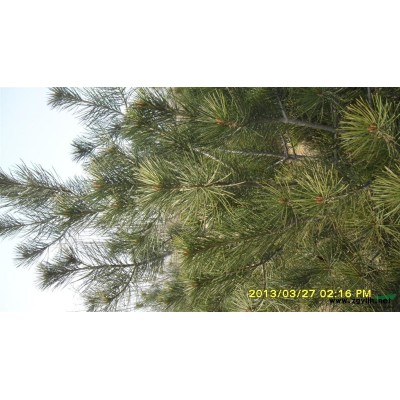 造型油松，造型黑松10-50公分景松 泰安市本昌園林綠化工程有限公司