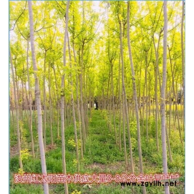 河南地區供應6-8公分枇杷。分枝點1.8米，冠幅2-3米