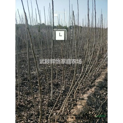 10公分精品大葉女貞，干直冠圓