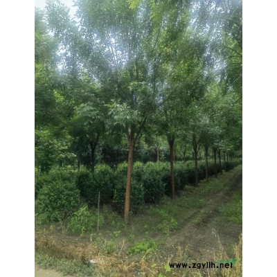 白蠟、國槐、法桐各種海棠