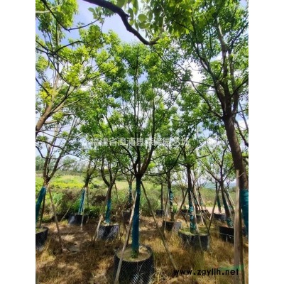 叢生四季桂，漳州基地