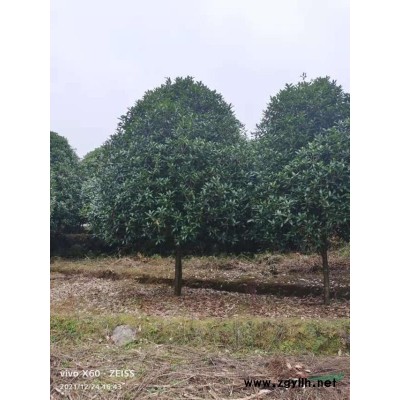 大量低價供應各種規格桂花樹