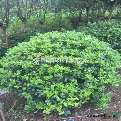 供應叢生櫸樹，小區孤植叢生櫸樹價格