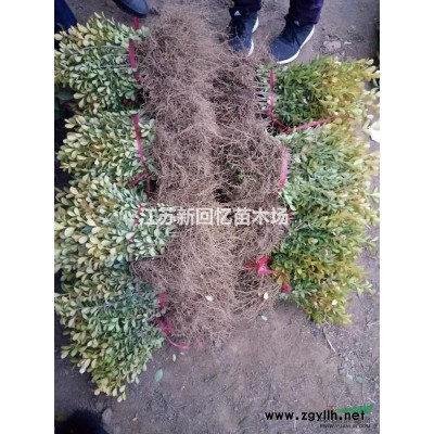 出售金陵紅楓2-15公分