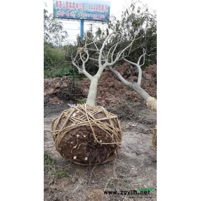 安徽基地供應(yīng)8-15公分精品紅葉李，落葉小喬木，抗旱能力強