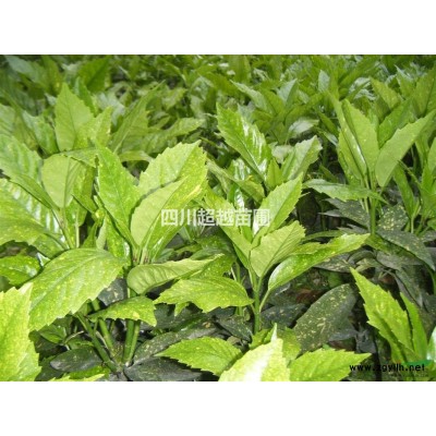 李子、脆紅李、青脆李、冰糖李、蜂糖李