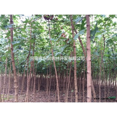 河南元寶楓/河南南陽元寶楓價格/報價