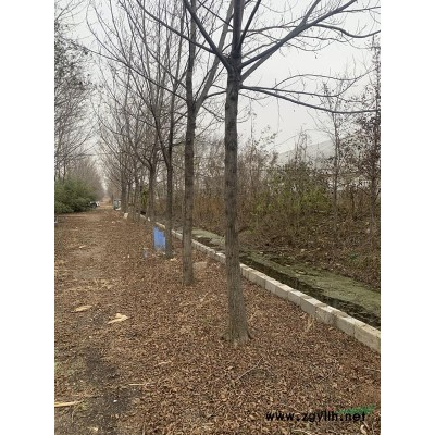 山東地區(qū)供3.4.5公分皂角