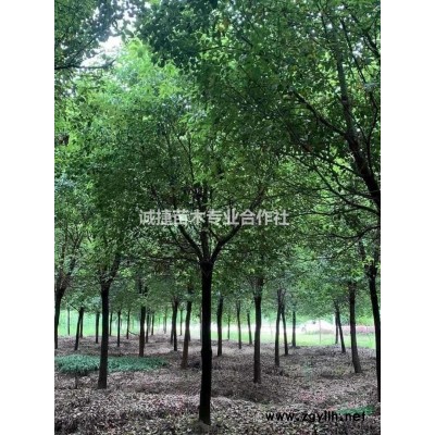 精品黑土二次控根移栽小葉香樟