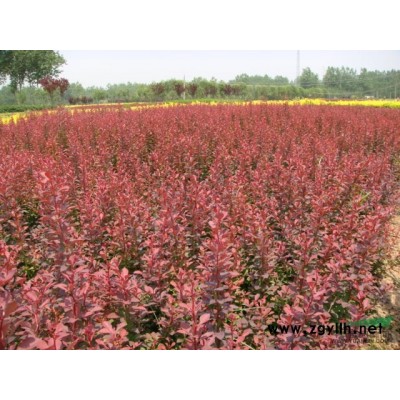 水杉售價胸徑6-25公分水杉價格、落羽杉紅豆杉、云杉池杉柳杉