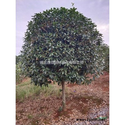 8公分桂花樹價格湖北百信園林綠化基地自產直銷價格優惠