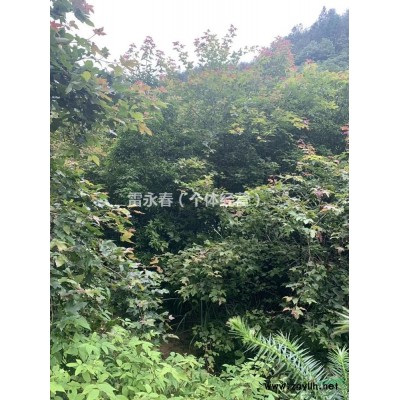 浙江福建地區供應4-9公分楓香與2-7公分楠木