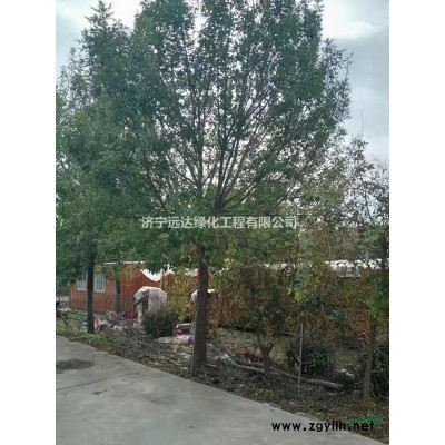 金葉復(fù)葉槭4公分-18公分金葉復(fù)葉槭