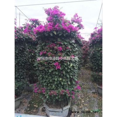 福建西洋杜鵑基地