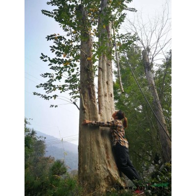 精品庭院綠化盆景！景觀樹！