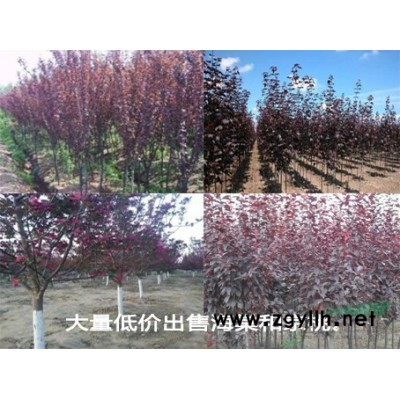 大量低價出售海棠