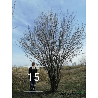 基地供應(yīng)現(xiàn)貨6公分至10公分元寶楓、工程苗、造林苗