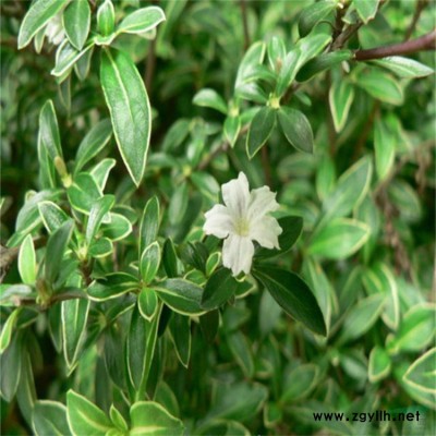 出售高度2-3米精品桂花樹