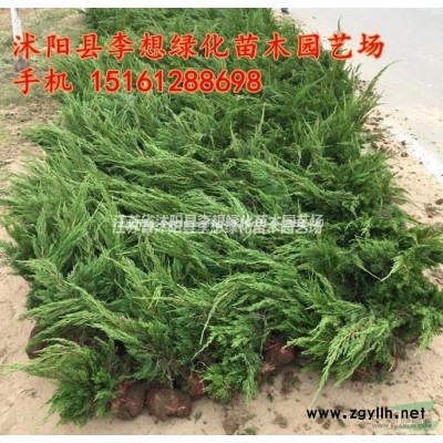 意楊基地供應意楊樹苗 1-10公分意楊批發