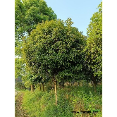 優(yōu)質(zhì)苗木供應(yīng)-無信不興