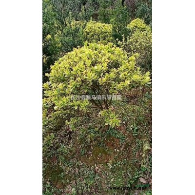 湖南長沙綠化行道樹 柳樹，金絲垂柳優價供應