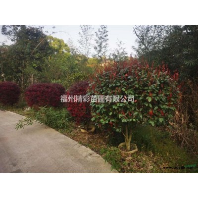 福州袋裝紅葉石楠球清地處理