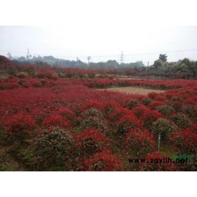 低價出售大量桂花