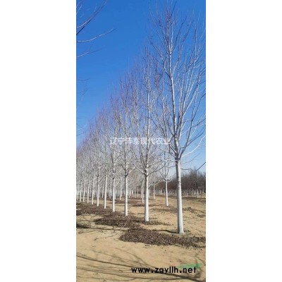 美國紅楓苗木基地10公分供應