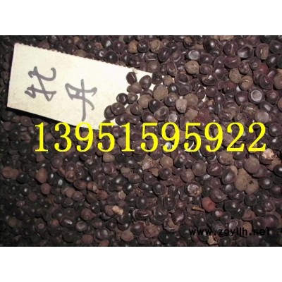 流泉楓樹 垂枝楓樹自然垂枝品種楓樹流泉春夏是綠色葉秋天橙紅橙黃色葉枝條自然垂枝觀賞楓樹