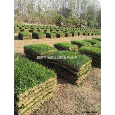 安徽百慕大草坪  可供*草坪 可供*草皮哪里好/哪家便宜