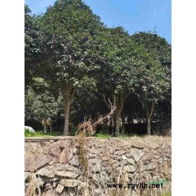 大號桂花樹13—23公分多顆
